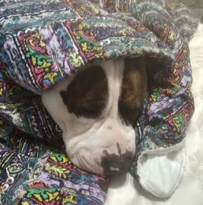 Meet your Posher, Brenda